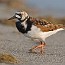 thumbs/IMG_2165.jpg